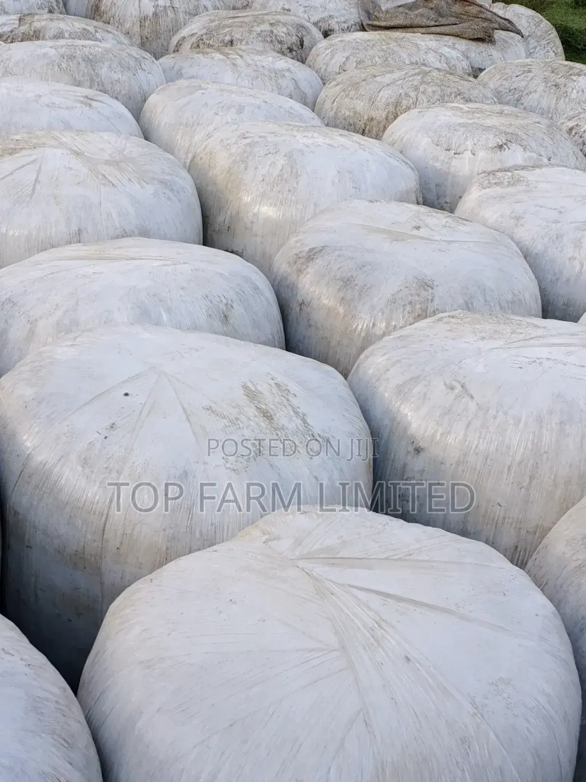 Silage Pure Full Corn