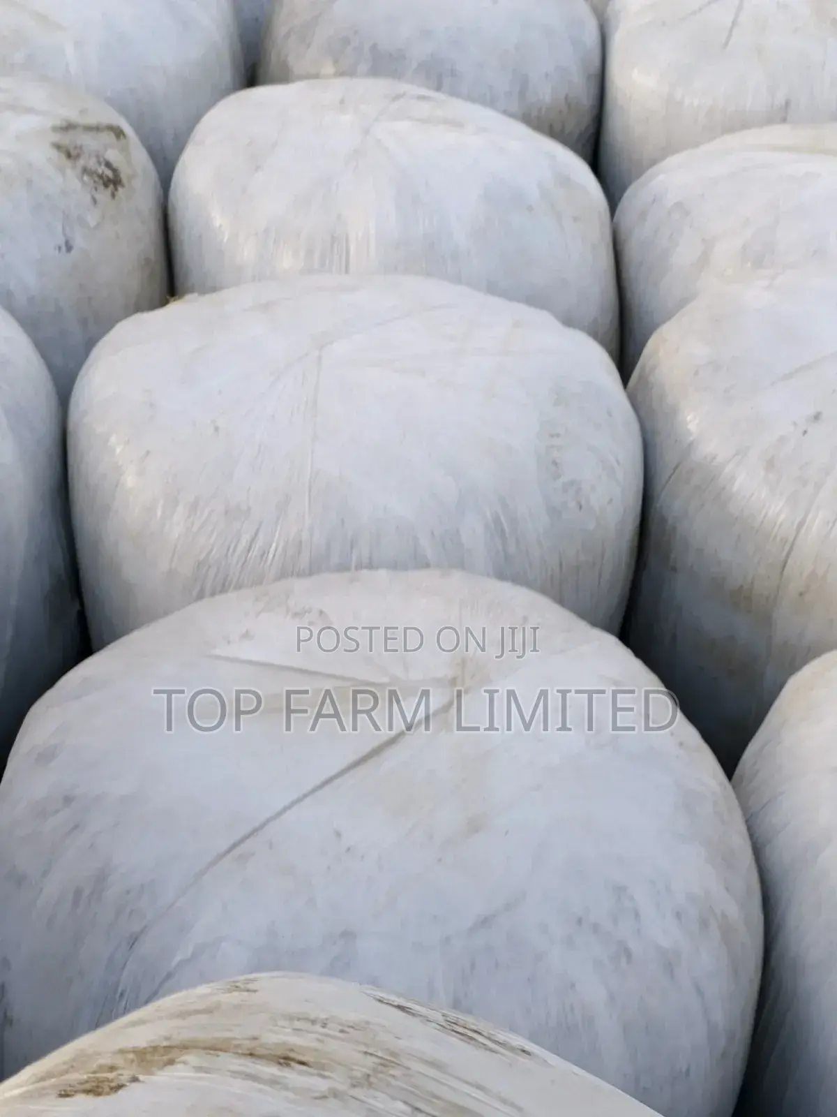 Silage Pure Full Corn