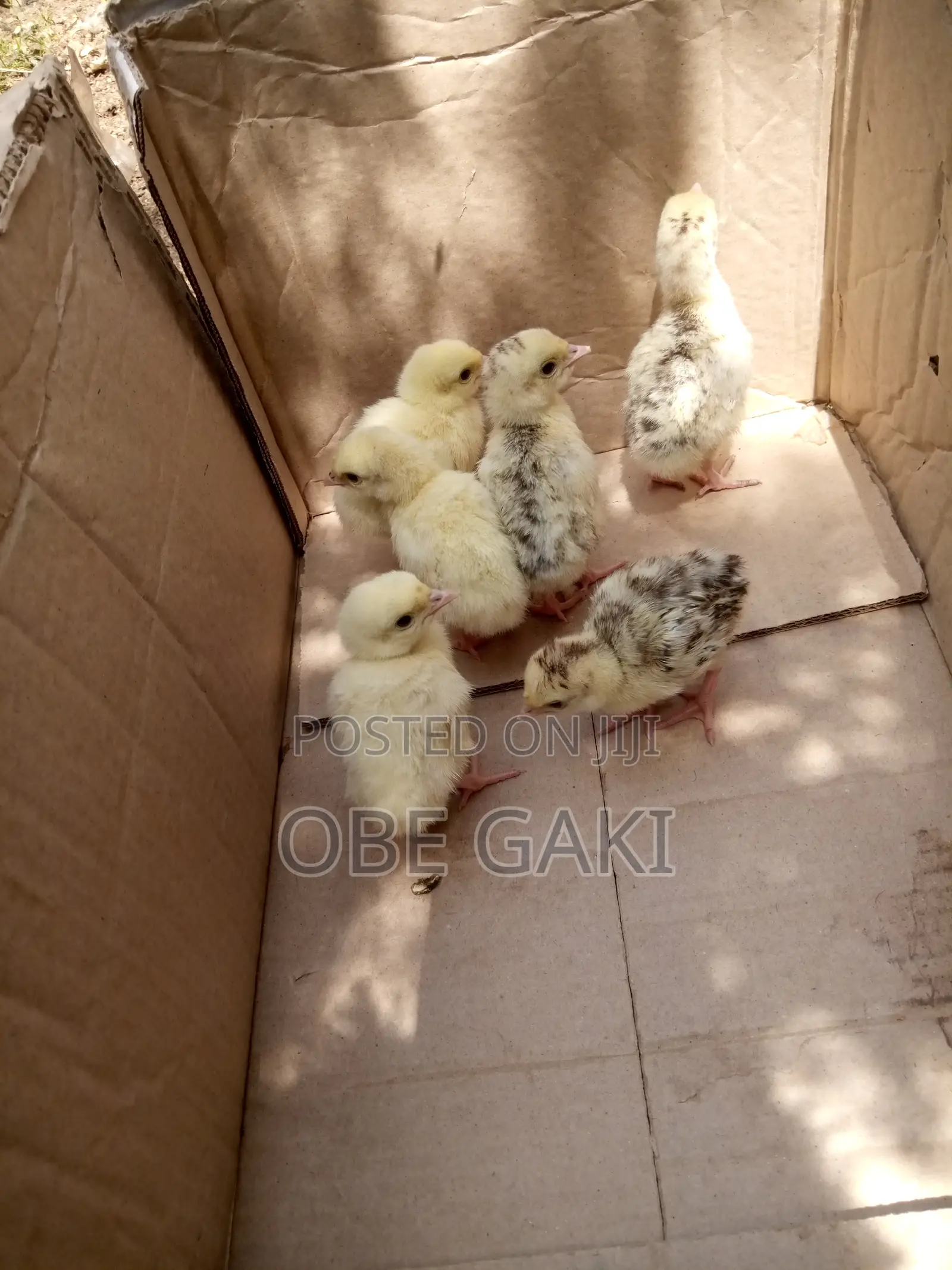 Turkey Poults