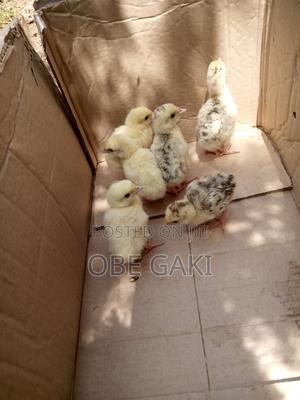 Turkey Poults - main view