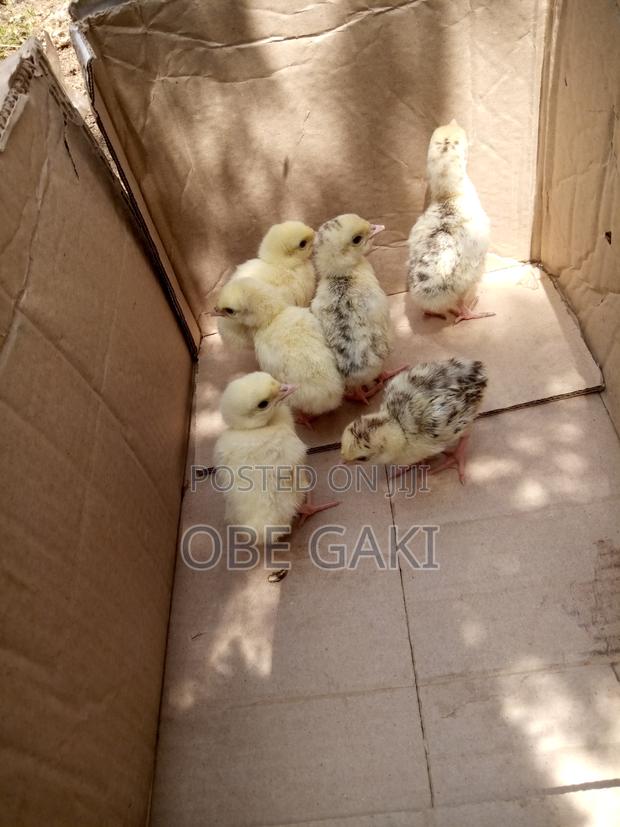 Turkey Poults
