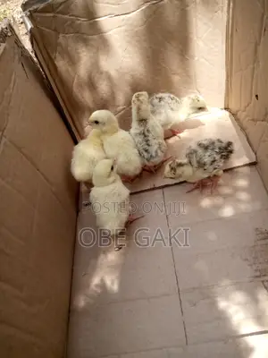 Turkey Poults