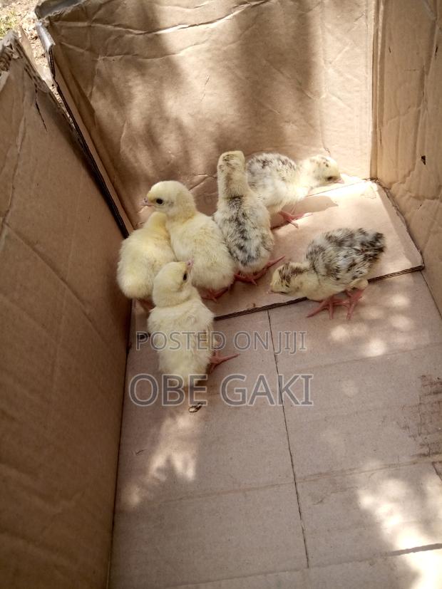 Turkey Poults - thumbnail 2
