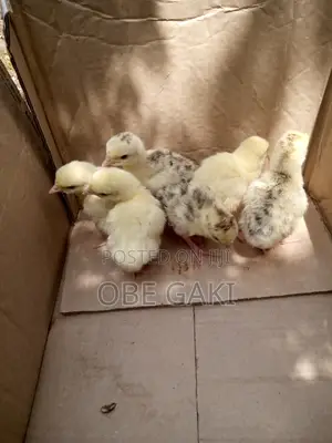 Turkey Poults