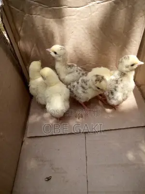 Turkey Poults