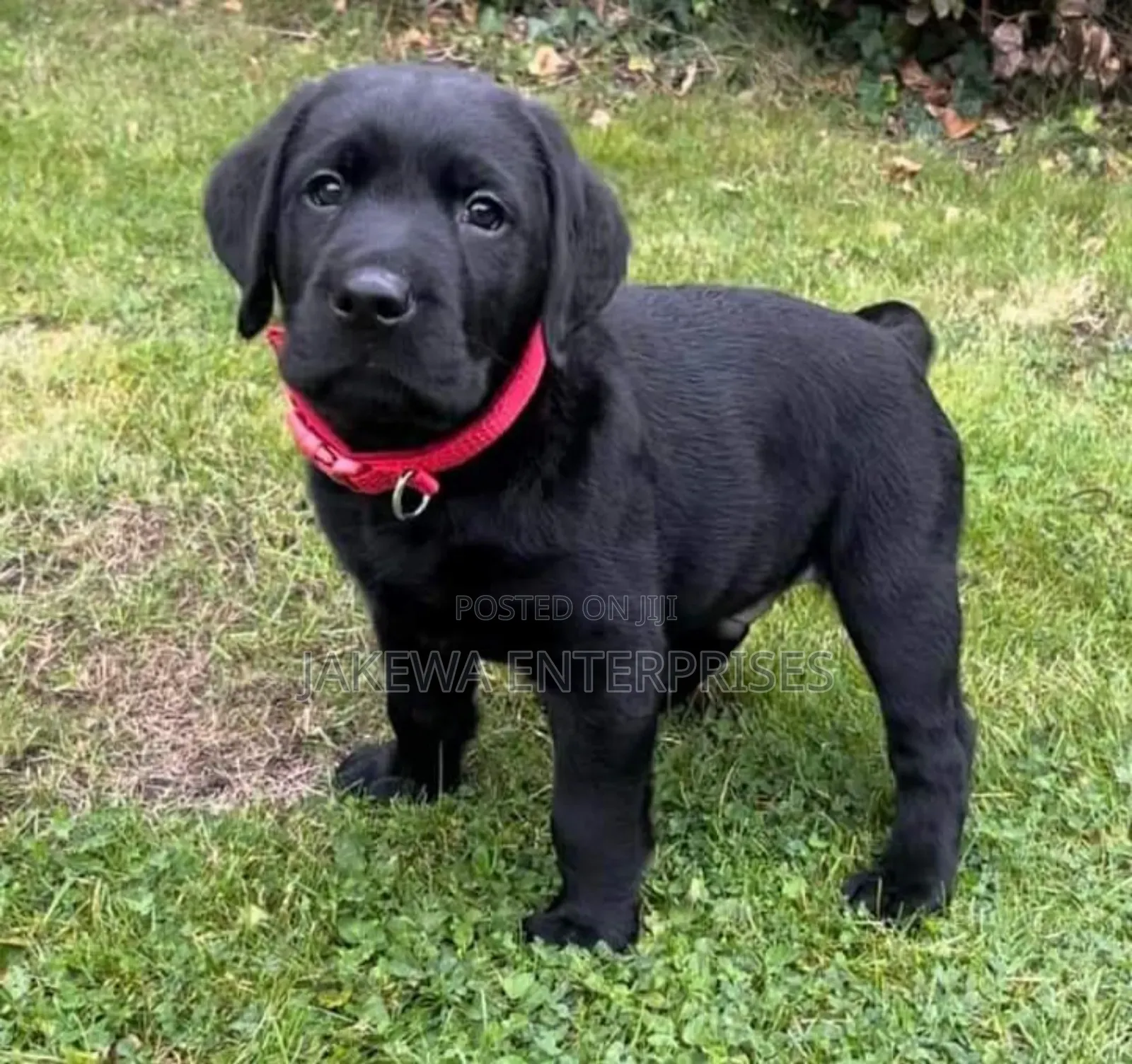 1-3 months Male Purebred Labrador Retriever