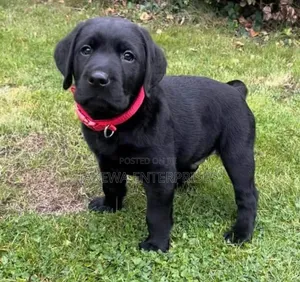 1-3 months Male Purebred Labrador Retriever