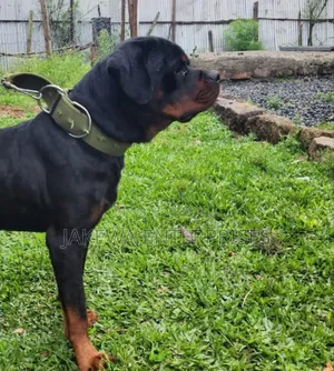 1-3 months Male Purebred Rottweiler