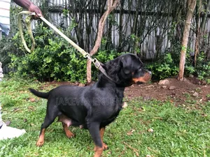 1-3 months Male Purebred Rottweiler