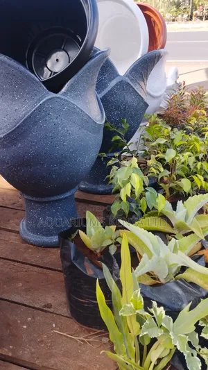 Lemon Cypress Flowerpot