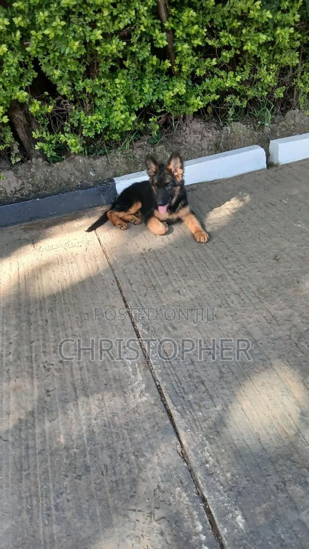 1-3 months Female Purebred German Shepherd - main view