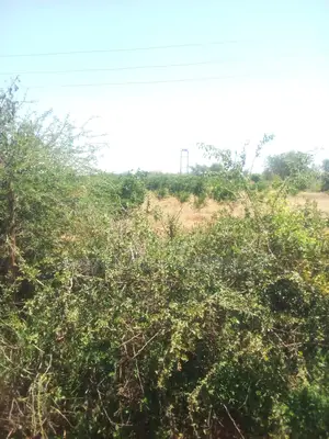 90 Acres Touching Athi River in Kambu Is Available for Sale