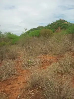60 Acres With Permanent Water in Kambu Makueni Is for Sale