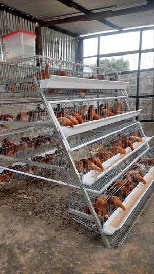 Battery Chicken Cages