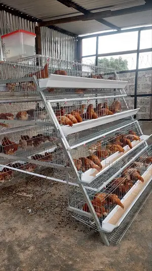 Battery Chicken Cages