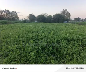 1/8 Plot Kimumu Better Farm.