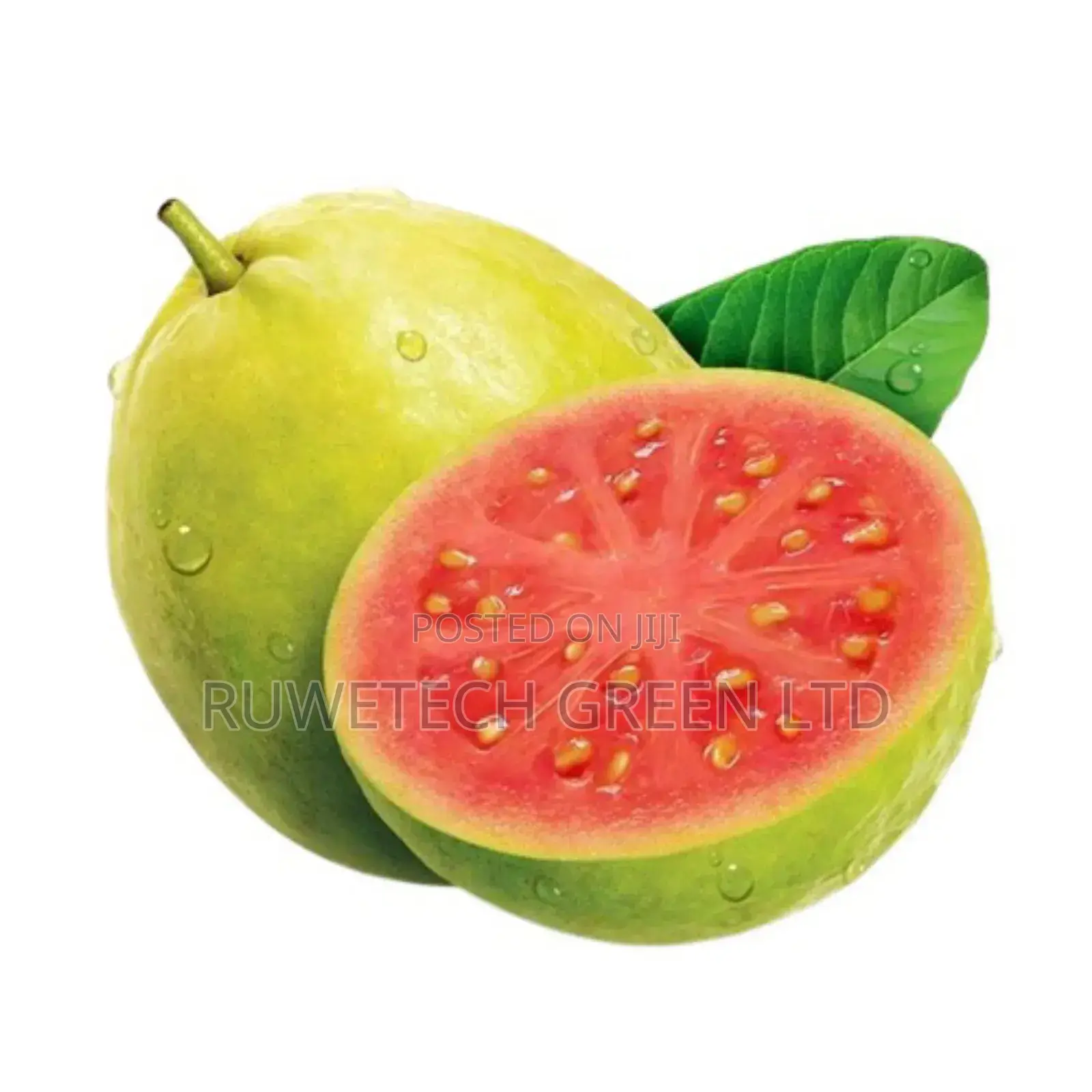 Hybrid Guava