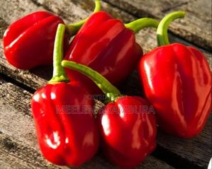 Habanero Fresh Chilli - main view