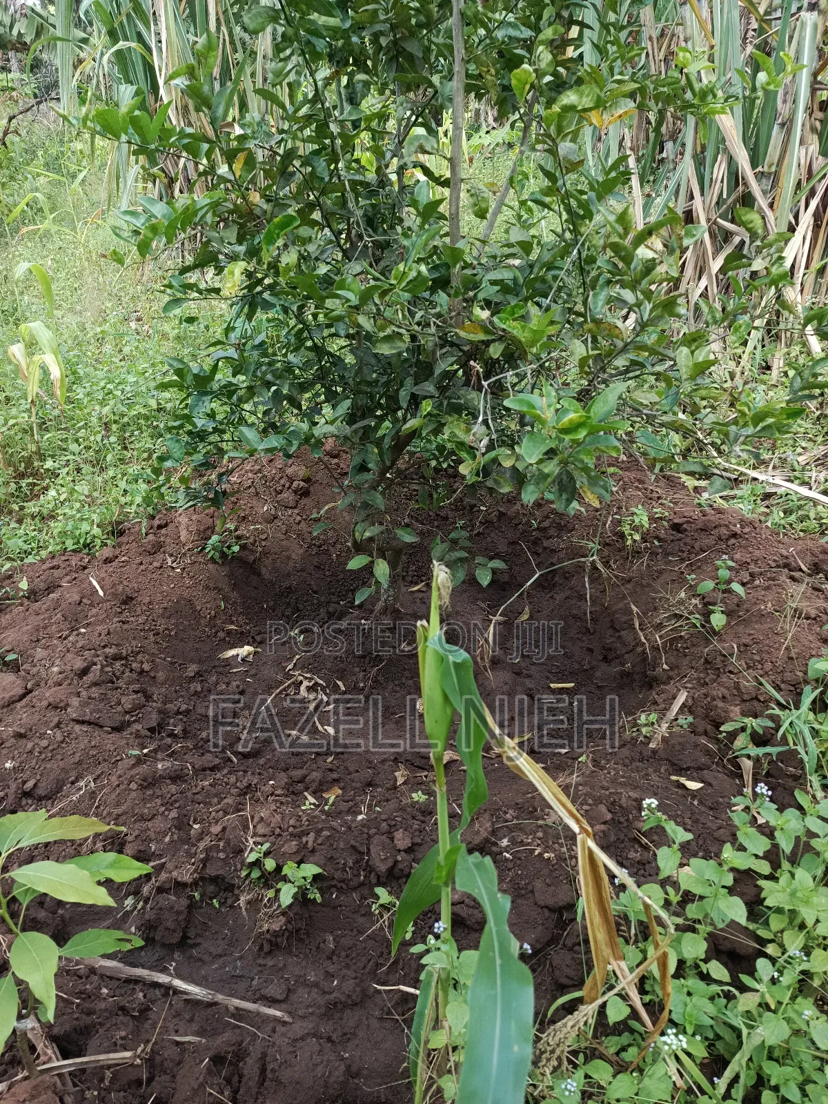 1acre Farm