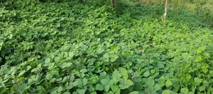 1acre Farm