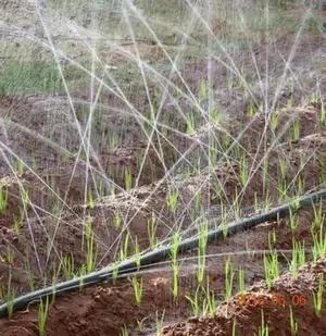 Green House Construction