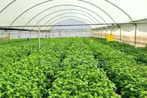 Greenhouse Construction and Related Services