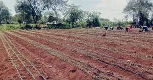 Drip Irrigation System Installation