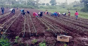 Drip Irrigation System Installation