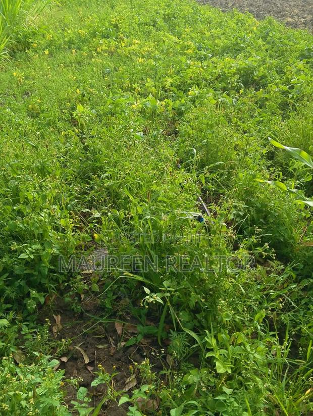 1 Acre -Farmland Narumoru - thumbnail 5