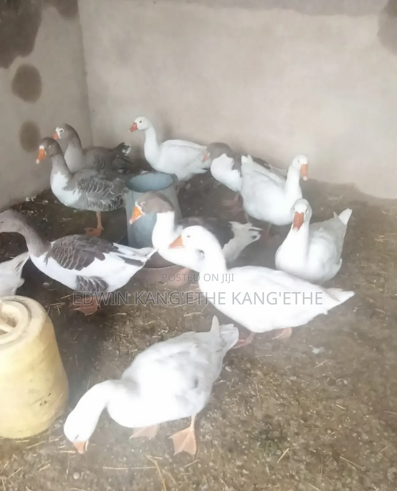 Giant Goose Mature Males and Females