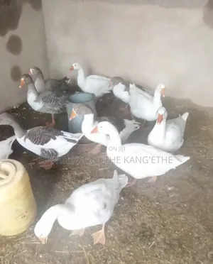 Giant Goose Mature Males and Females