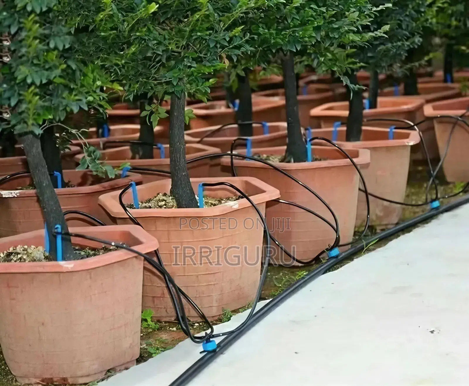 Garden Drippers