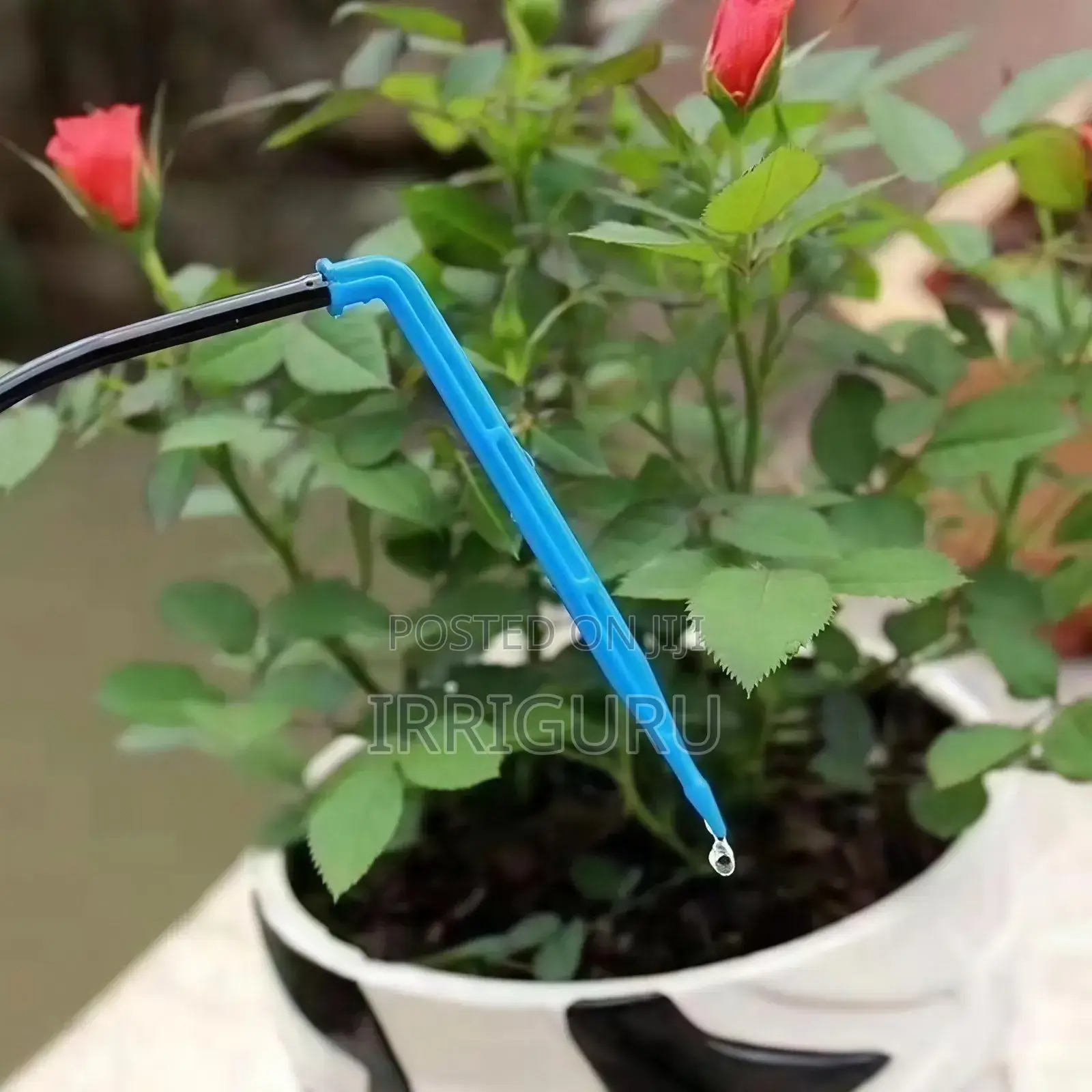 Arrow Drippers Long Bend