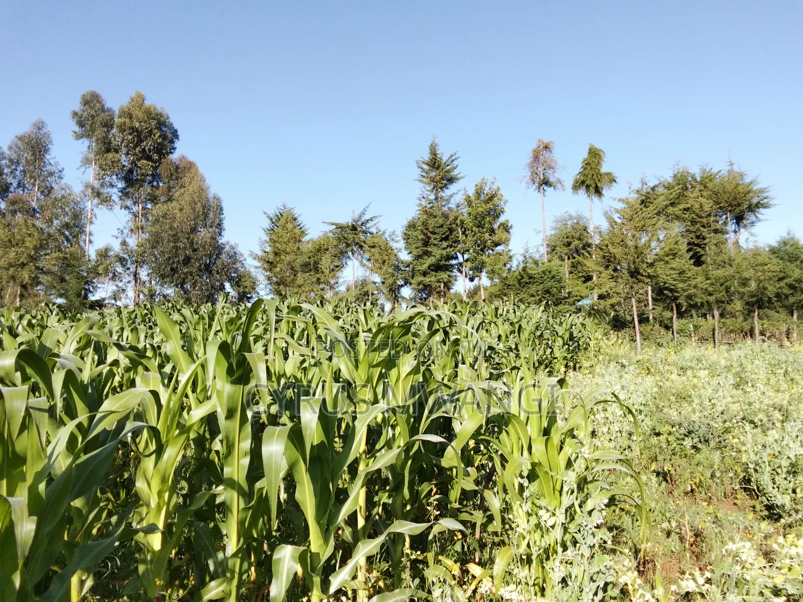 50x 100 Plot