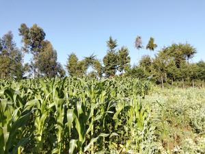 50x 100 Plot - main view