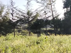 50x 100 Plot