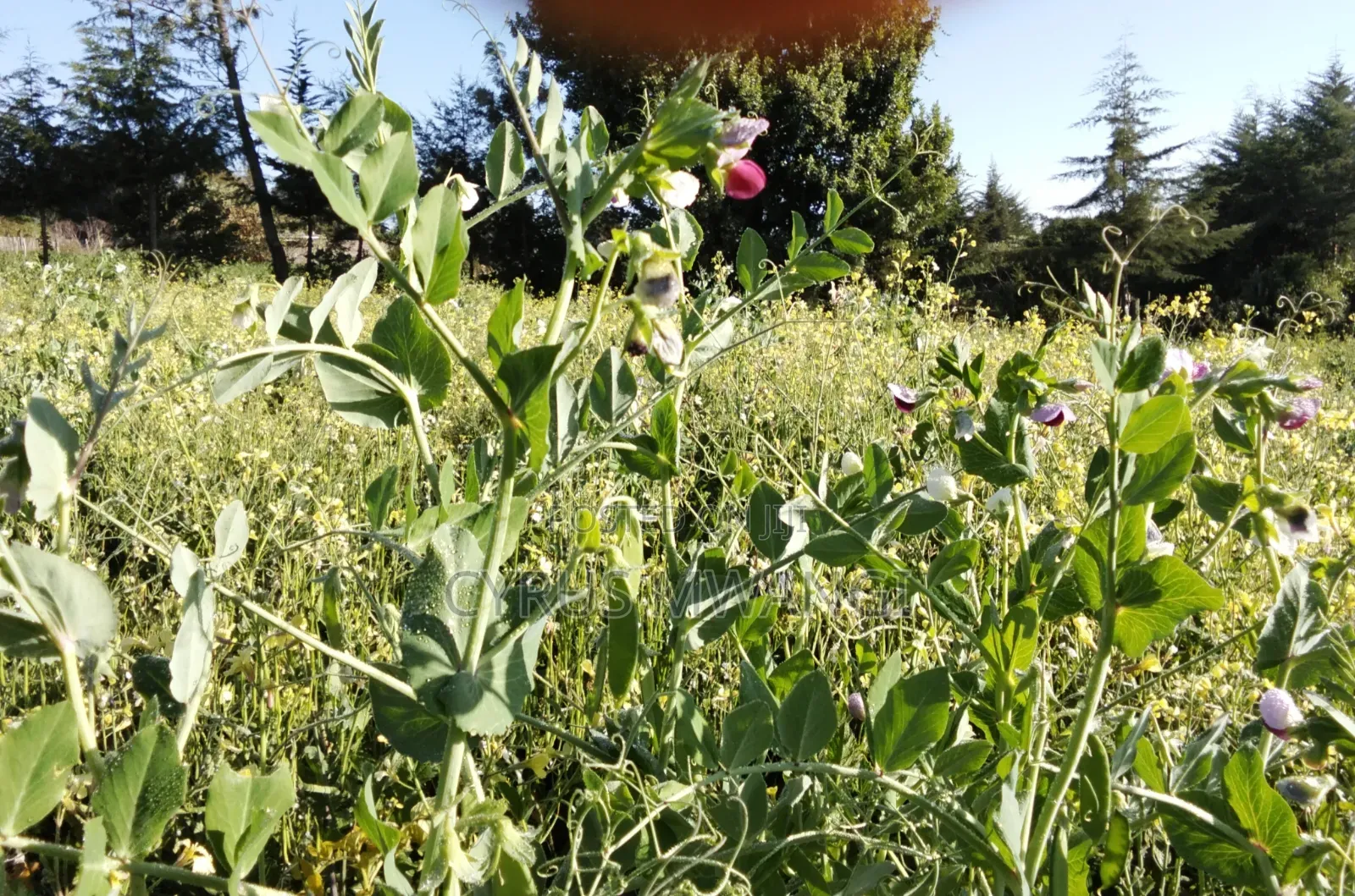 50x 100 Plot