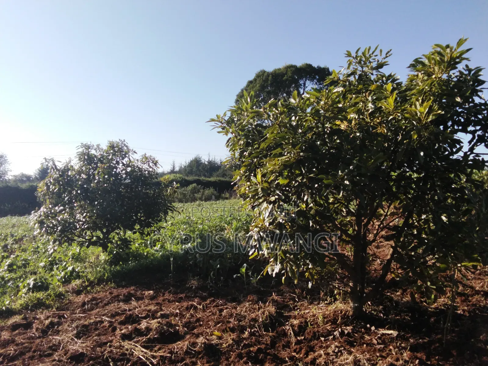 50x 100 Plot