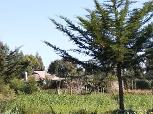 50x 100 Plot