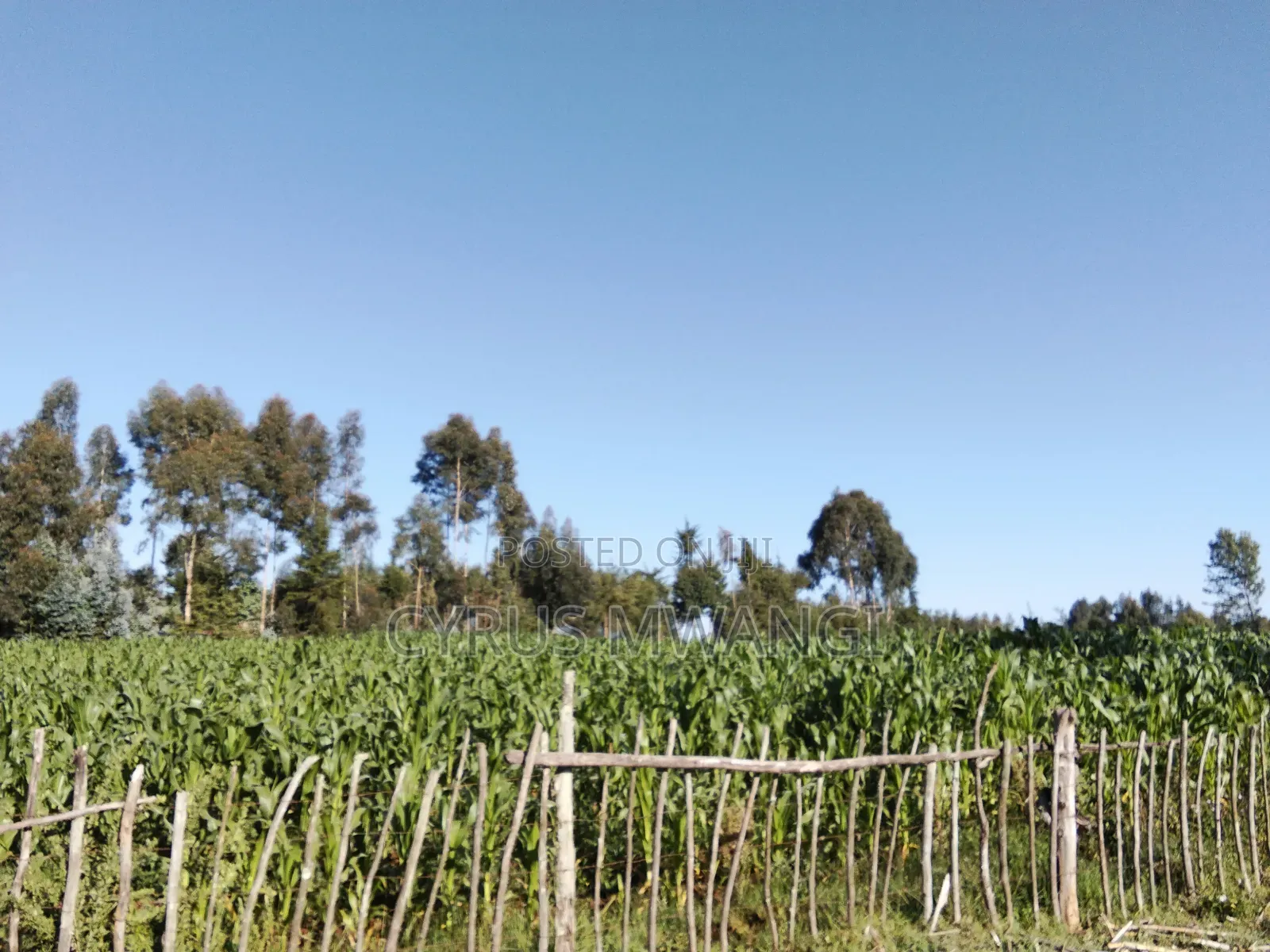 50x 100 Plot