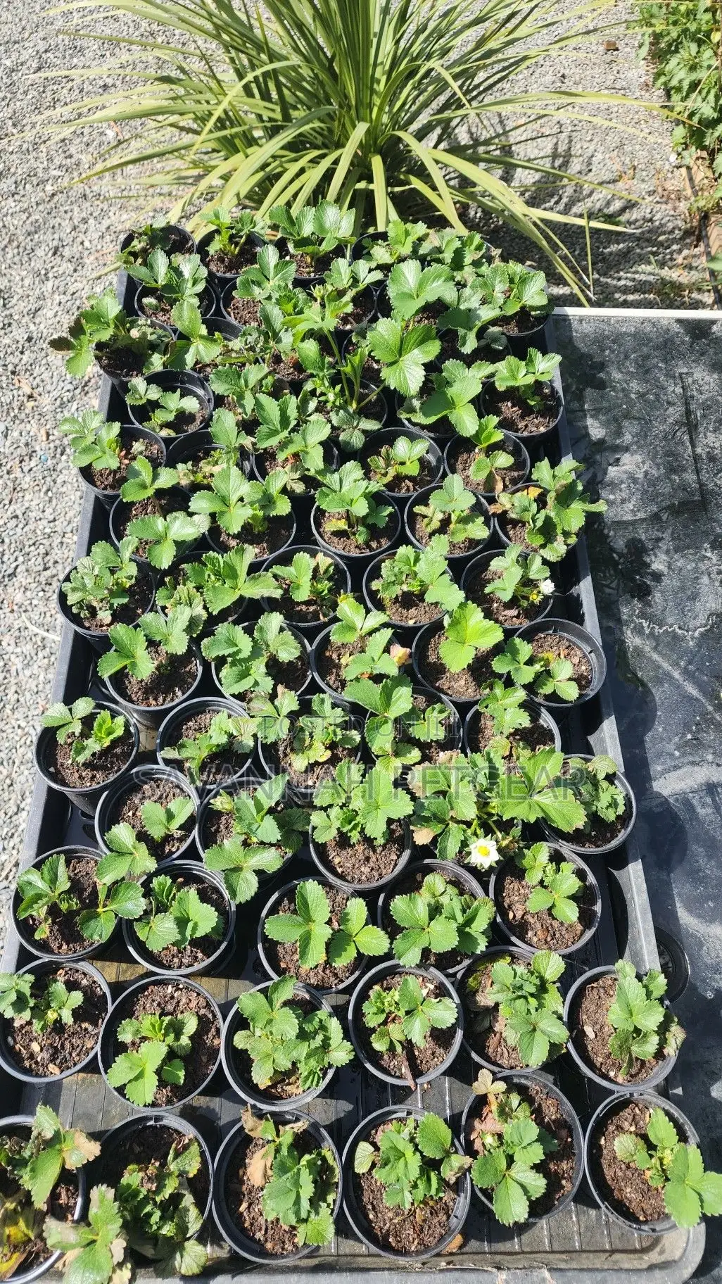 Red Strawberry Plants Potted Runners And Splits For Fruit