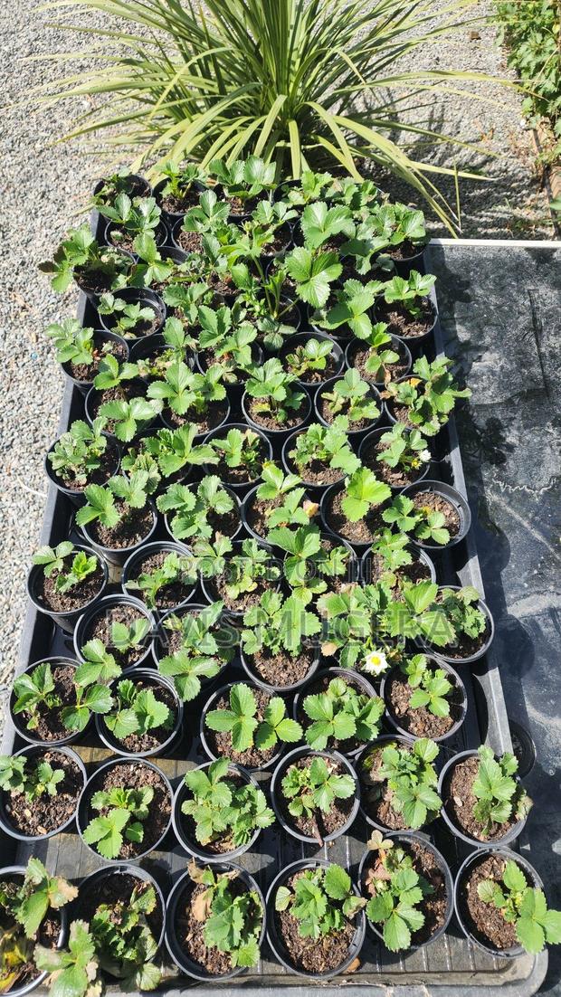 Red Strawberry Plants Potted Runners And Splits For Fruit