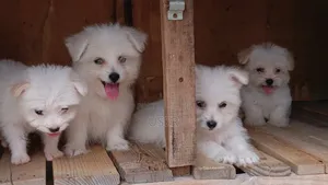 1-3 months Female Purebred Havanese
