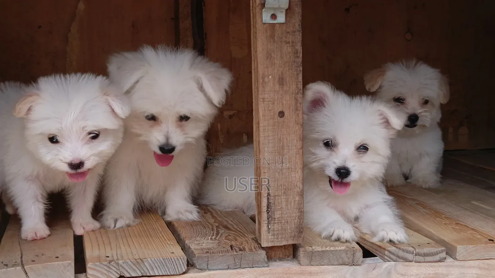 1-3 months Female Purebred Havanese