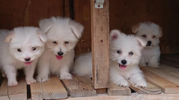 1-3 months Female Purebred Havanese - thumbnail 6