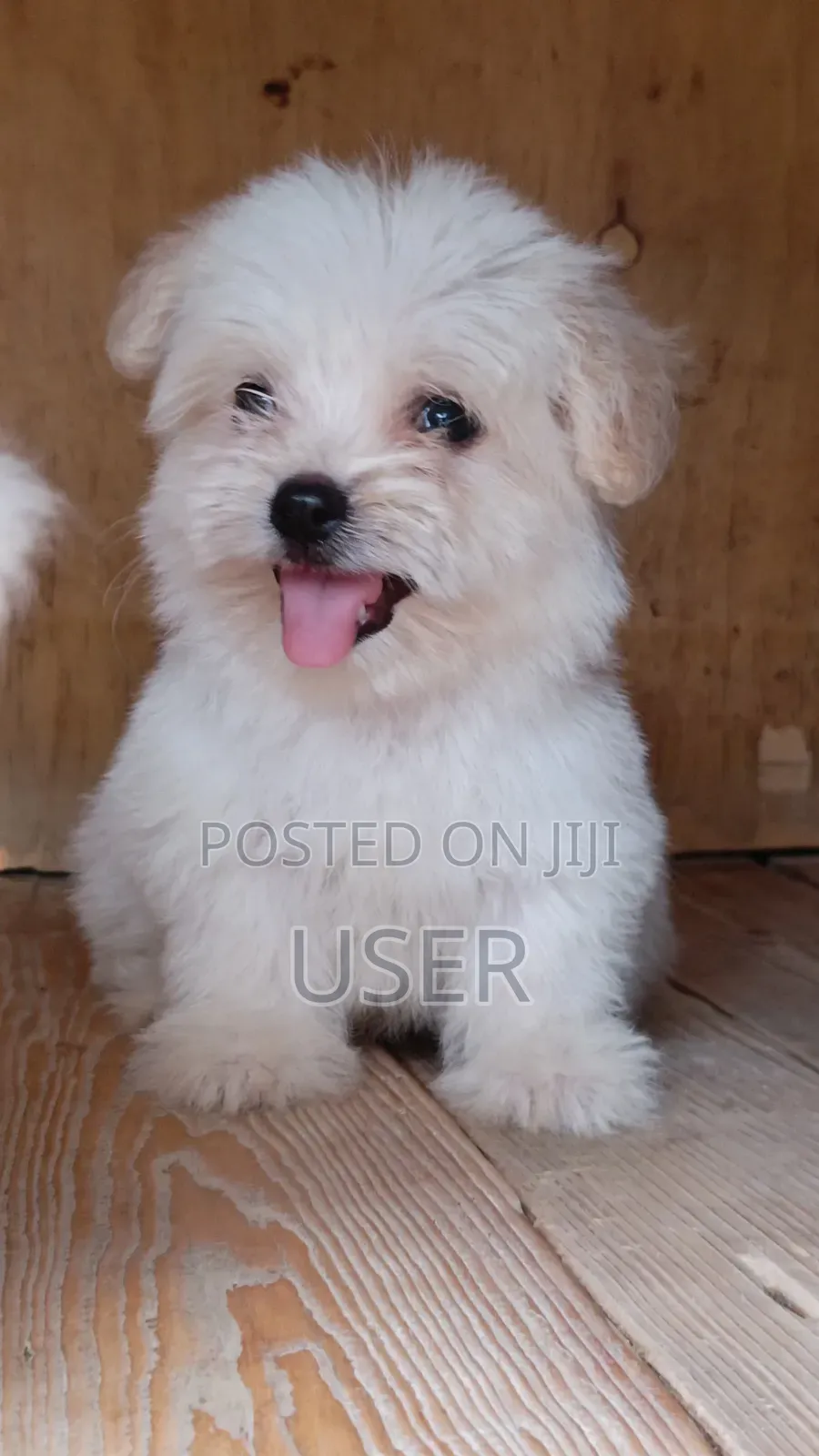 1-3 months Female Purebred Havanese
