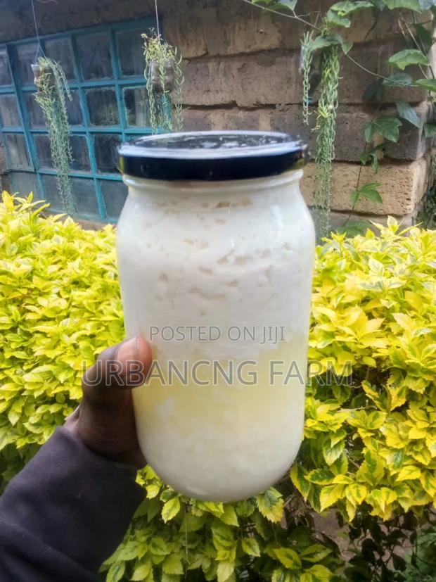 Milk Kefir Grains - thumbnail 3