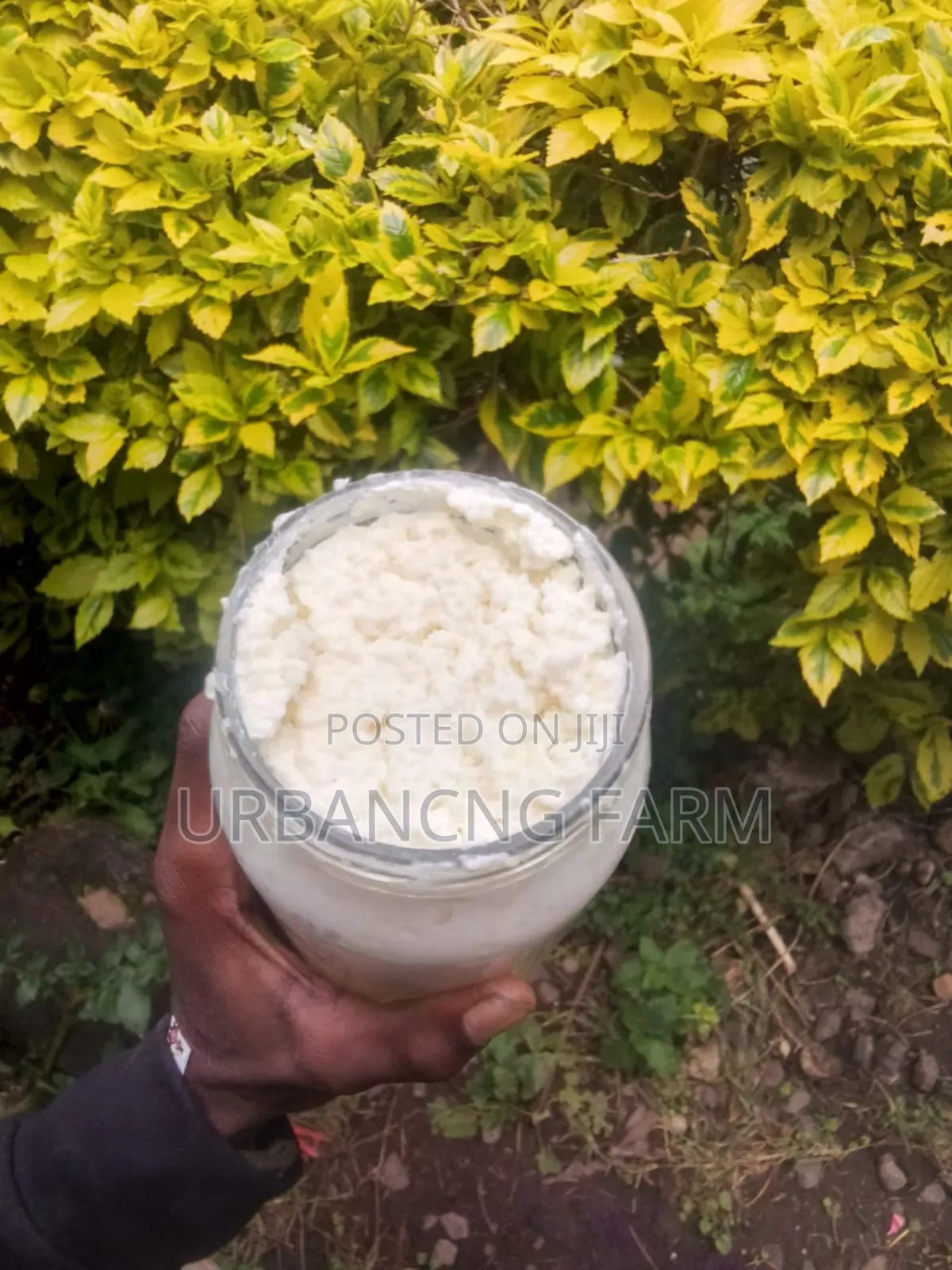 Kefir Milk Grains Fresh