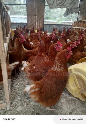 6 Months Layers - main view