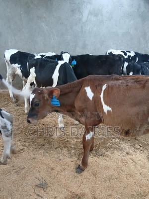 Super Heifers. - thumbnail 2